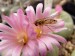 Lophophora_fricii_flower.JPG